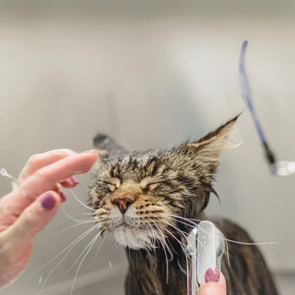 cat bathing
