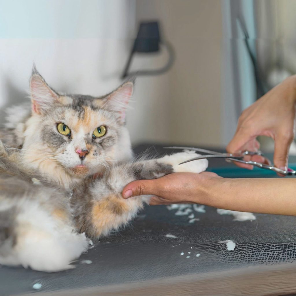 cat grooming