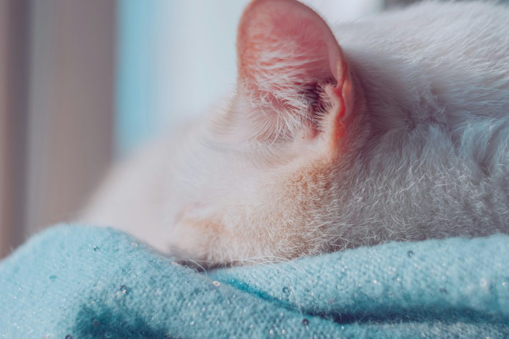 ear