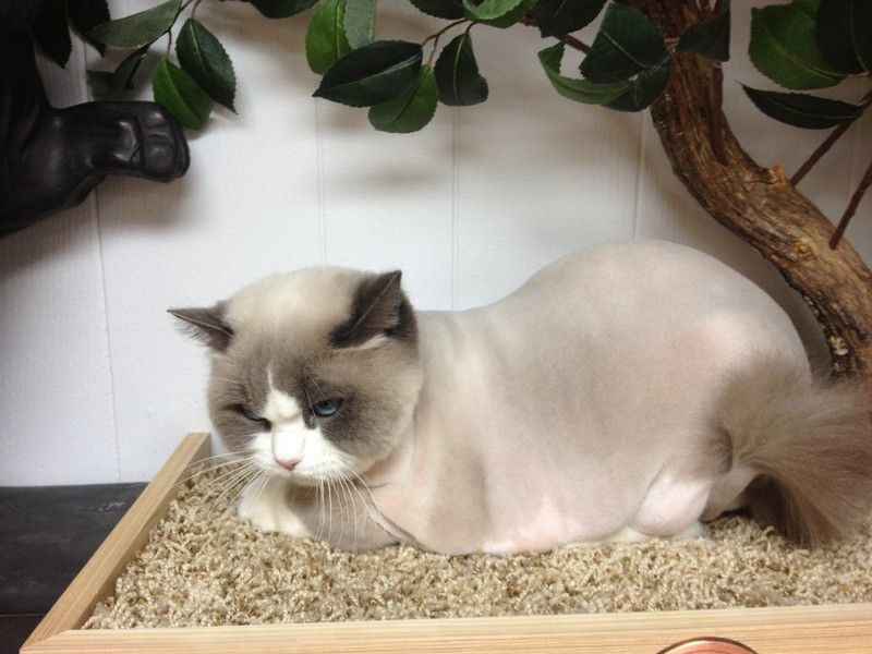 proud cat